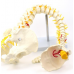 Ultra Flexible Vertebral Column with Open Sacrum